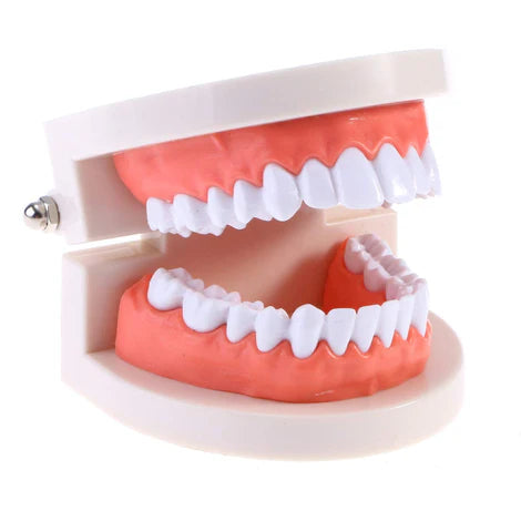 Standard Teeth Model - OneBag