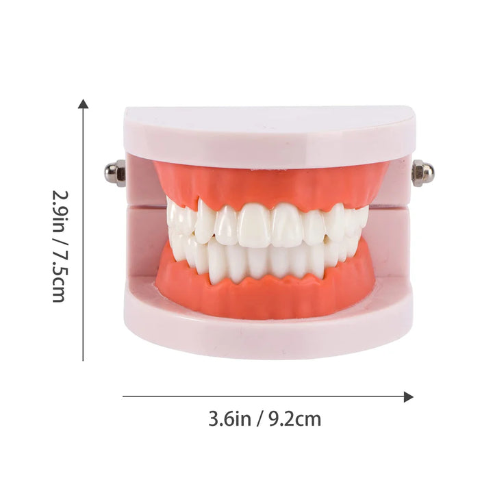 Standard Teeth Model - OneBag