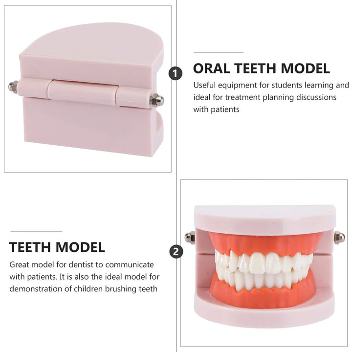 Standard Teeth Model - OneBag