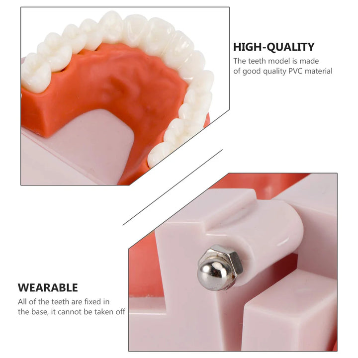Standard Teeth Model - OneBag