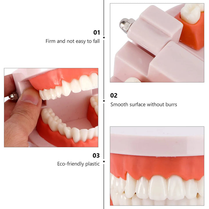 Standard Teeth Model - OneBag