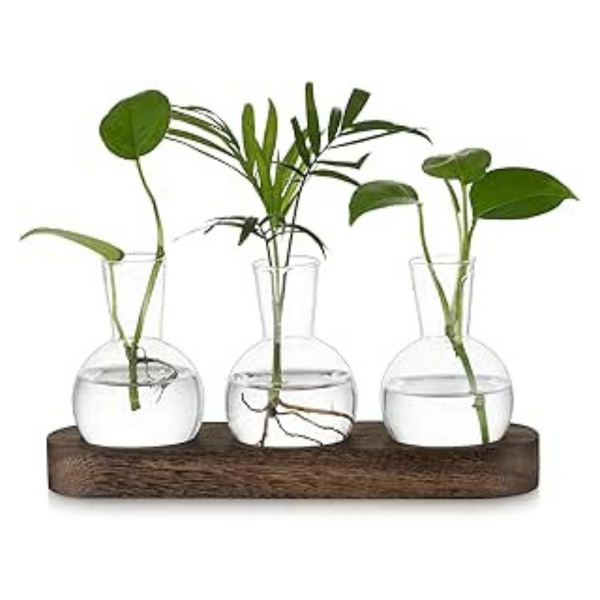 3 Pcs Hewory Terrarium Plant Propagation Station: Desktop Glass Terrarium Hyacinth Bulb Vase, Avocado Vase Hydroponics Propagators for Plants, Small Glass Vase for Plant Gifts